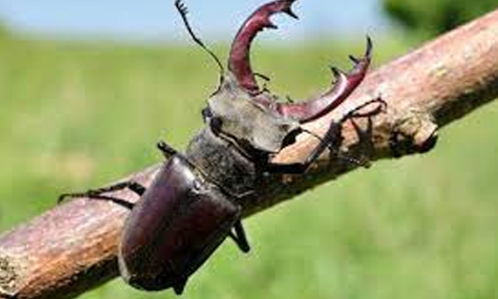 Telugu Insect, Expensiveinsect, Japan, Stag Beetles-Latest News - Telugu