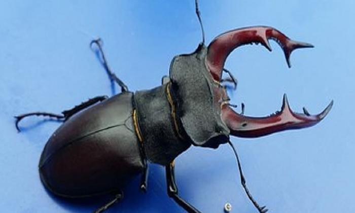 Telugu Insect, Expensiveinsect, Japan, Stag Beetles-Latest News - Telugu