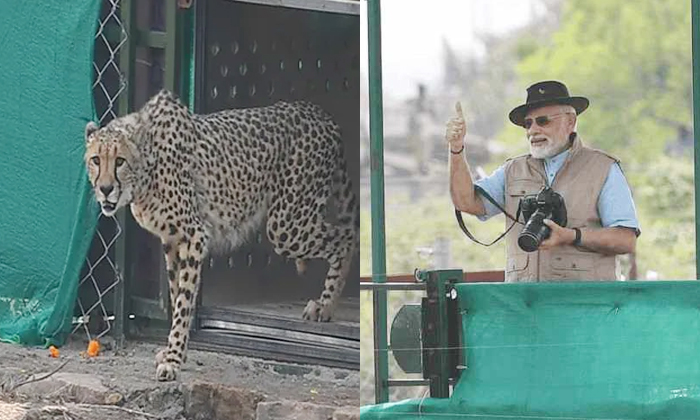 Telugu Cheetahs, Central, India, Namibiacheetahs, Prime Modi, Africa-Latest News