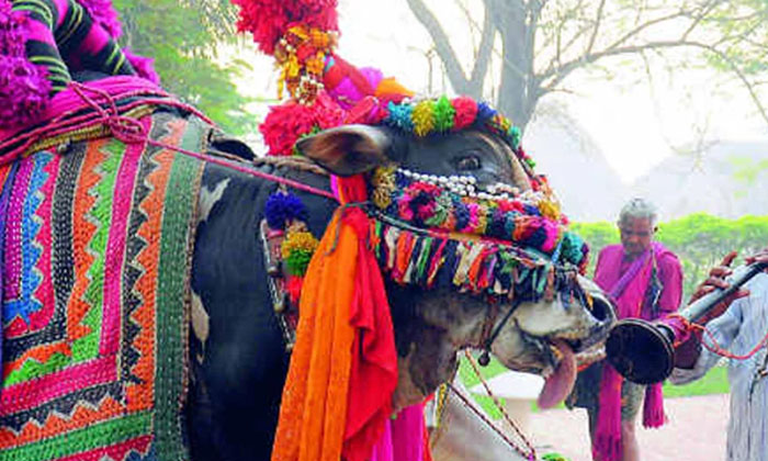  If You Donate These Things To Gangireddhas On Sankranti Day, It Is Bad Luck.. Do-TeluguStop.com