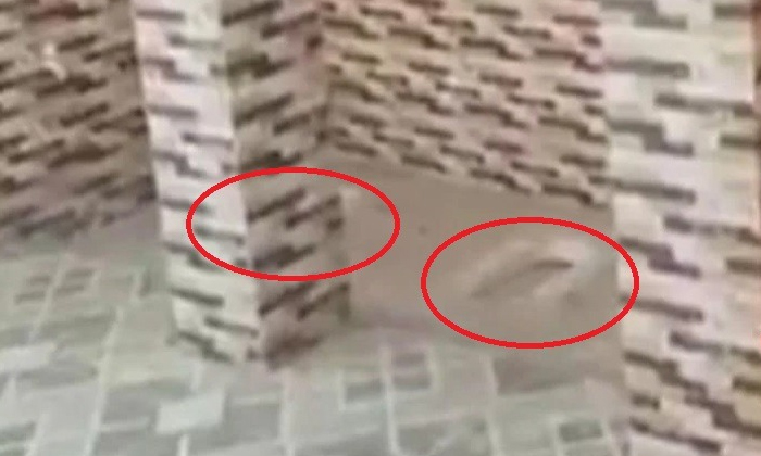 Viral 4 Toilets In The Same Room May Not Work Together , 4 Toilets, One Room, V Viral 4 Toilets In The Same Room May Not Work Together , 4 Toilets, One Room, V-TeluguStop.com