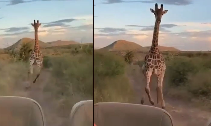  Giraffe Attack Tourists Women Viral Video , , Zerafi, Viral Latest, News Vir-TeluguStop.com