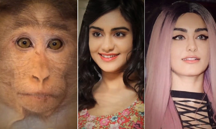  Adah Sharma Was Shocked To See Her Face Compared To A Monkey Viral Video Details-TeluguStop.com