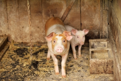  African Swine Fever Kills 256 Pigs In Indonesia’s East Nusa Tenggara-TeluguStop.com