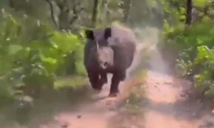  Viral: A Motorist Who Is Running For His Life After Being Hit By A Rhinoceros ,-TeluguStop.com