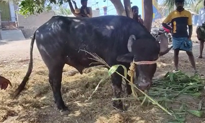  Anantapur Buffalo Controversy Finally Solved Details, Buffello Problem, Solved,-TeluguStop.com