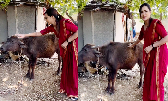  Ashureddy Doesnt Know The Difference Between A Buffalo And A Cow Netizens Trolli-TeluguStop.com