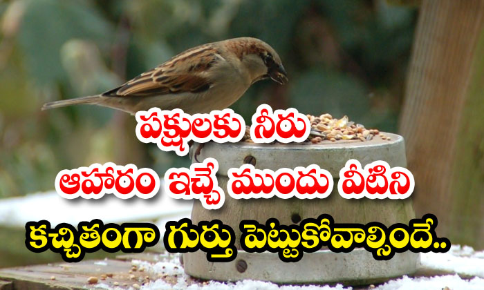  before giving water and food to the birds these must be noted - Birds, Vastu, Vastu Tips
