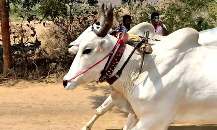 Telugu Ambati Rambabu, Apcm, Bandi Sanjay, Chandrababu, Cm Kcr, Corona, Manish S