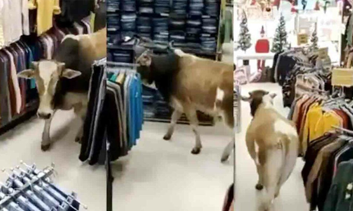  Cow Enters Branded Cloth Store In Assam Viral Video Details, Viral Video, Viral-TeluguStop.com