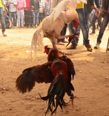  Crores Change Hands As Cockfights Go Unchecked In Andhra-TeluguStop.com