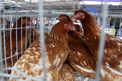  Czech Republic Culls 220,000 Chickens Due To Bird Flu Outbreak-TeluguStop.com
