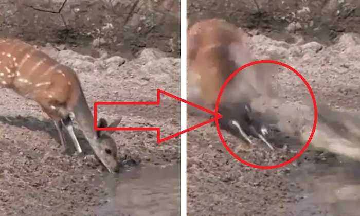  Deer Escapes From Crocodile Attack With Lightning Speed Video Viral Details, Dee-TeluguStop.com