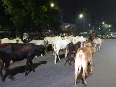  Delhi Hc Asks Government To Take Action For Removal Of Cows From Roads-TeluguStop.com