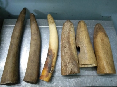  Elephant Tusks Worth Rs 1 Cr Seized In Bengal, 3 Held-TeluguStop.com