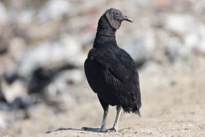  First Black Vulture Spotted In Gurugram’s Chandu Wetlands-TeluguStop.com