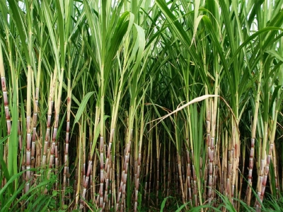  Goa's Sugarcane Farmers In Distress As They Find No Buyers-TeluguStop.com