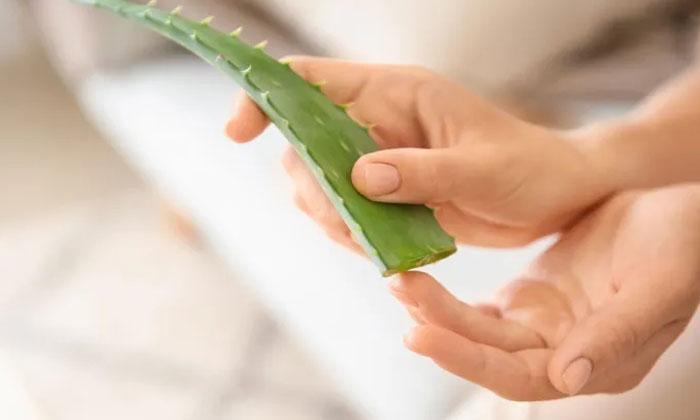  Reduce Fungal Infections Using Aloe Vera , Aloe Vera , Fungal Infections , Heal-TeluguStop.com