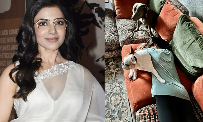  Heroine Samantha Shares An Interesting Photo With Fans Details, Samantha, Tollyw-TeluguStop.com