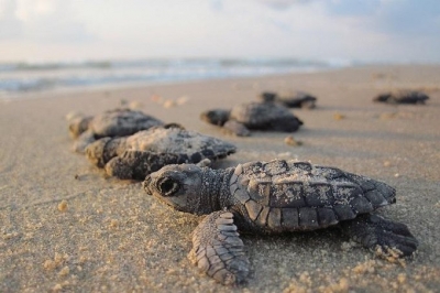 Intrusive Tourists Drive Nesting Olive Ridley Turtles From Goa Beaches-TeluguStop.com