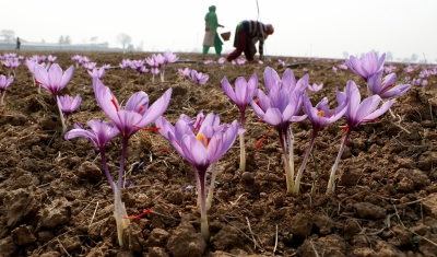  J&k Approves Rs 39-cr Mega Project To Boost Commercial Floriculture-TeluguStop.com