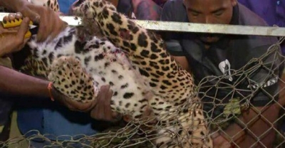  Kerala: Leopard On Prowl Trapped In Chicken Cage, Dies-TeluguStop.com