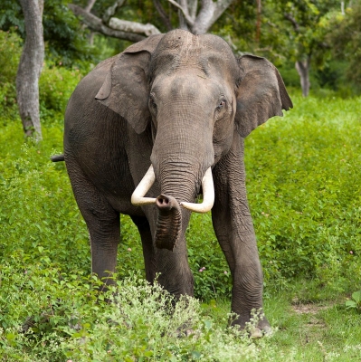  Kerala Wild Tusker Captured After Hectic Three Days-TeluguStop.com