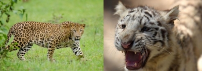  Man-eater Leopard & Tiger Menace Haunts K’taka District; Spl Operation-TeluguStop.com