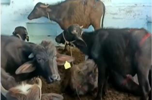 Sale Of Veal Meat In The Name Of Mutton In Hyderabad..! Sale Of Veal Meat In The Name Of Mutton In Hyderabad..!-TeluguStop.com