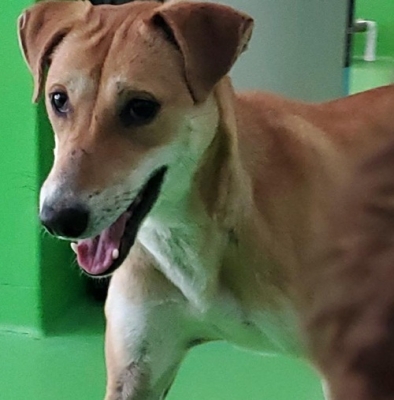  Rabid Dog Bites Girl In Surat-TeluguStop.com