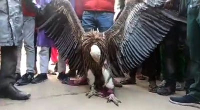 Rare Himalayan Griffon Vulture Found In Up Rare Himalayan Griffon Vulture Found In Up-TeluguStop.com