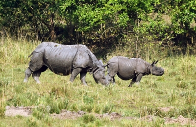  Rhinos Spotted In Assam Forest, Days After Eviction Of Squatters-TeluguStop.com