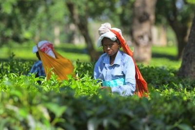  Tea Board Forms Separate Core Committee To Address Issues Of Small Tea Gardens-TeluguStop.com