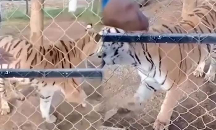  Viral: Does A Tiger Kiss You If You Put Your Hand In Its Cage What Happened ,tig-TeluguStop.com