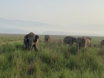  Tn Farmers Await Capture Of 2 Elephants By Forest Dept-TeluguStop.com