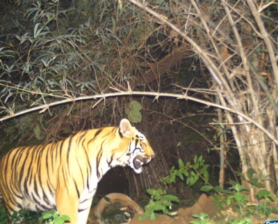  Two Injured In Tiger Attack In Bihar's West Champaran-TeluguStop.com
