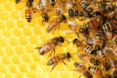  Us Approves First-ever Vaccine For Honeybees-TeluguStop.com