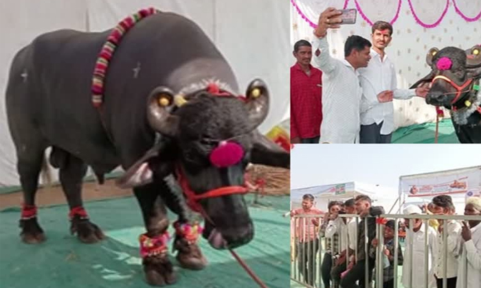 Telugu Crore Buffalo, Expensive Oxen, Redyache Malak, Maharashtra Ox, Buffalo-La