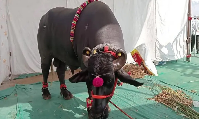 Telugu Crore Buffalo, Expensive Oxen, Redyache Malak, Maharashtra Ox, Buffalo-La