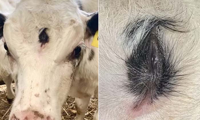  A Calf Born With 3 Eyes What Do The Doctors Say ,weird Calf, Congenital Disease-TeluguStop.com