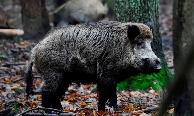  Wild Boars Die In Large Numbers In Tn, Swine Flu Suspected-TeluguStop.com