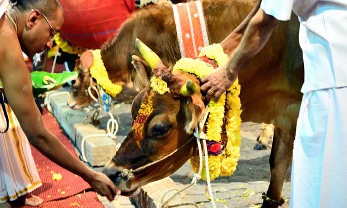  If You Give This Food To A Cow, The Sins Of Seven Births Will Be Removed , Food-TeluguStop.com