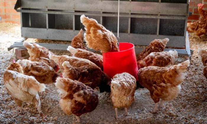  Did You Know That You Can Eat Chicken Without Killing It, How About That,hen, Vi-TeluguStop.com