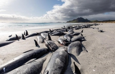  14 Pilot Whales Stranded On Beach In Sri Lanka-TeluguStop.com