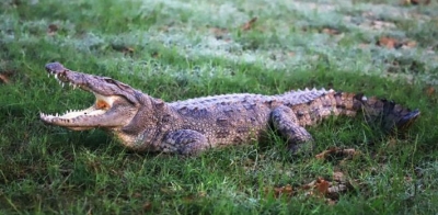  9-year-old Boy Attacked By Crocodile In Karnataka-TeluguStop.com