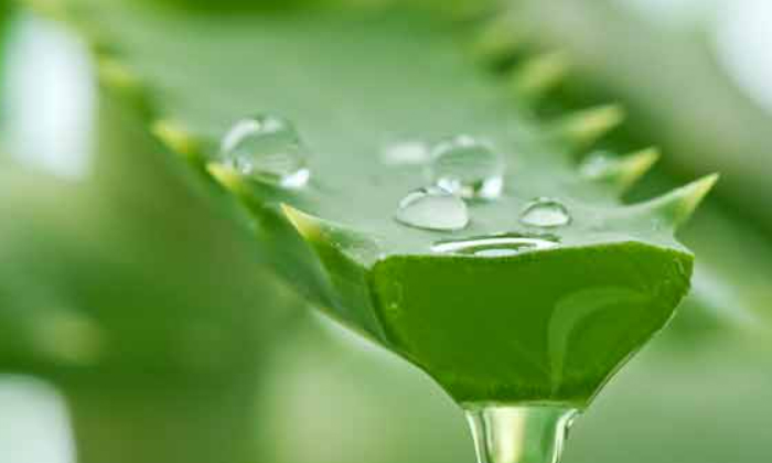 Telugu Aloe Vera, Care, Care Tips, Fall, Remedy, Latest, Mud Oil-Telugu Health