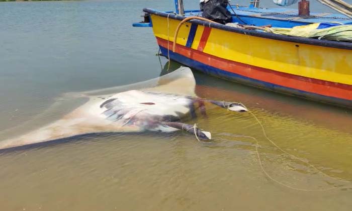  Expensive Fish In The Net.. The Fisherman Who Hit The Jack Pot ,fisherman ,fishe-TeluguStop.com