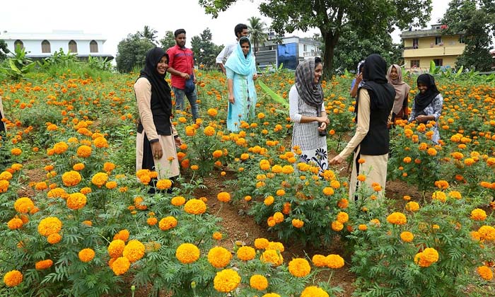 Telugu Agriculture, Flower Methods, Flower, Yield Flower, Latest Telugu, Marigol