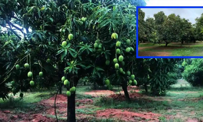  High Yield In Mango Plantations These Are The Right Methods For Weed Control , A-TeluguStop.com