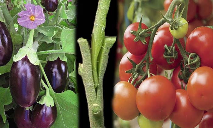Telugu Bremato, Eggplant, Kitchen Garden, Potatoes, Tomato-Latest News - Telugu